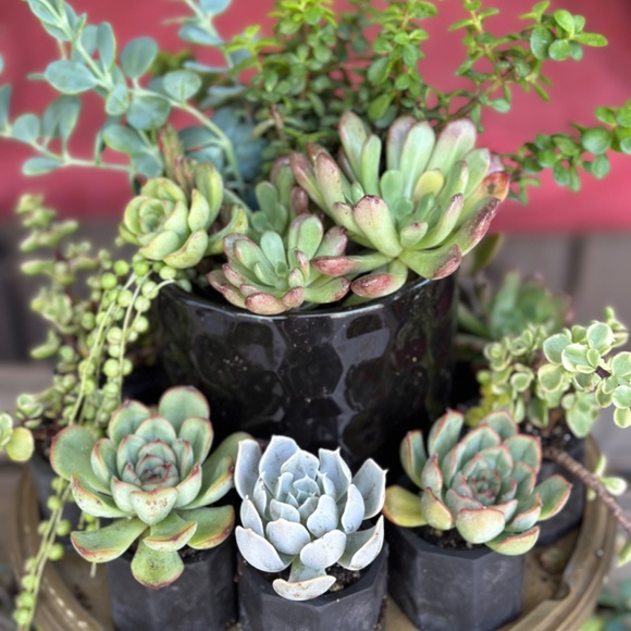 Meet your Posher, Lisa - Picture 4 of 6